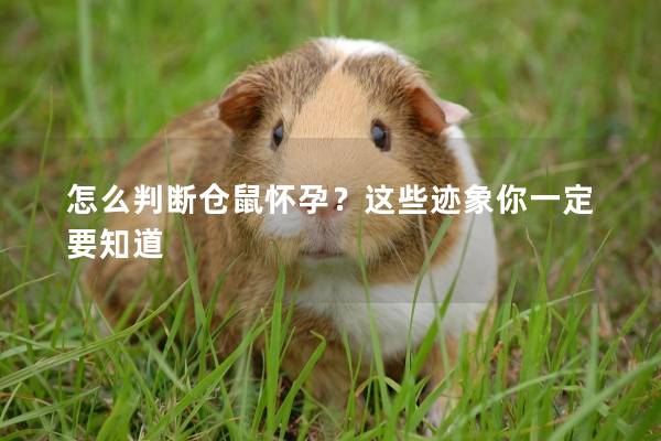 怎么判斷倉鼠懷孕？這些跡象你一定要知道